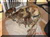 Rokin Robin's 2nd Brindle Great Dane Litter - Foxy Roxy's litter